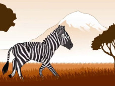 Zany Zebra